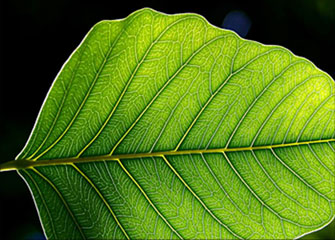 DDOS压力测试网页端